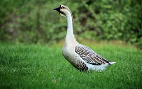 Oie cygnoïde ou de Guinée- Anser cygnoides - Swan Goose >>>