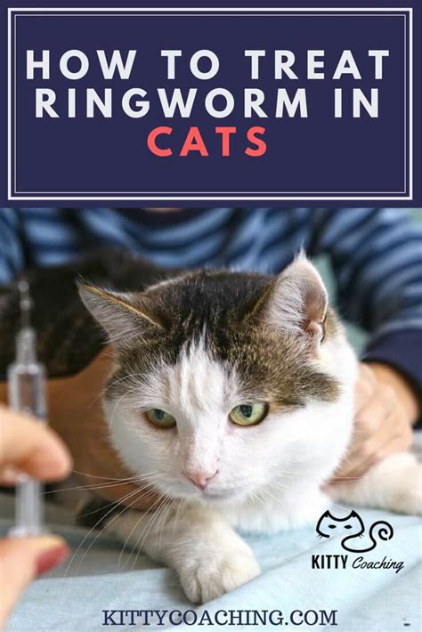 How To Treat Ringworm in Cats (2018)