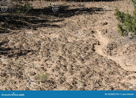 Biological Soil Crust Stock Image Image Of Arid Dead 232602129