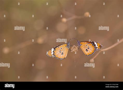 Two Plain Tiger Danaus Chrysippus AKA African Monarch Butterfly