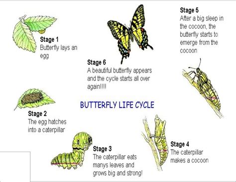 Life Cycle Of A Butterfly