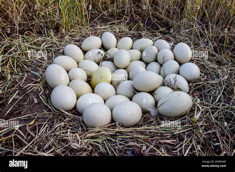 Nandu Eggs Hi Res Stock Photography And Images Alamy