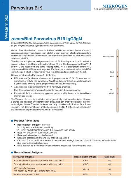 Mikrogen Recomblot Parvovirus B19 Igg Igm Parvovirus B19