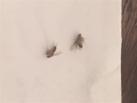 species identification - What is this flying bug in Denver, CO ...