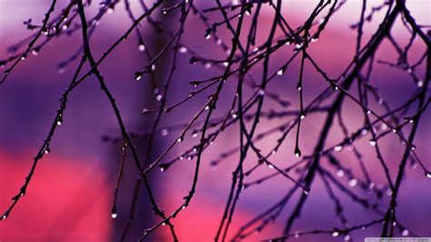 Wallpaper Sunlight Depth Of Field Nature Reflection Water Drops