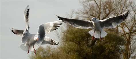 Free Images Wing Sky Air Lake Seabird Fly Wildlife Gull Beak