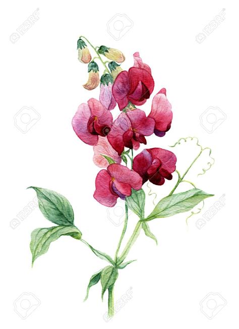 Watercolor Sweet Pea Botanical Illustration Stock Illustration