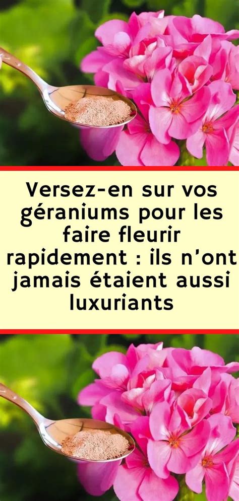 Versez en sur vos géraniums pour les faire fleurir rapidement ils n