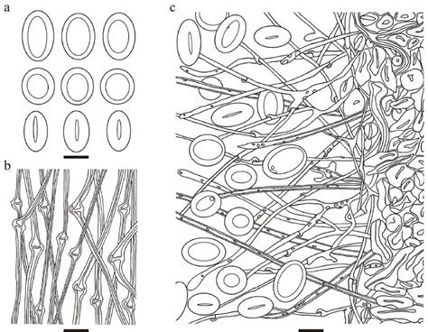 Microscopic structures of Cyathus wenshanensis. (a) Basidiospores. (b)... | Download Scientific ...