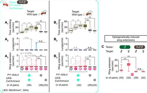 Figures And Data In Sex Determining Genes Distinctly Regulate Courtship