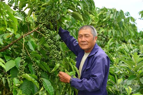 Robusta Coffee: Developing high-tech and sustainable coffee areas