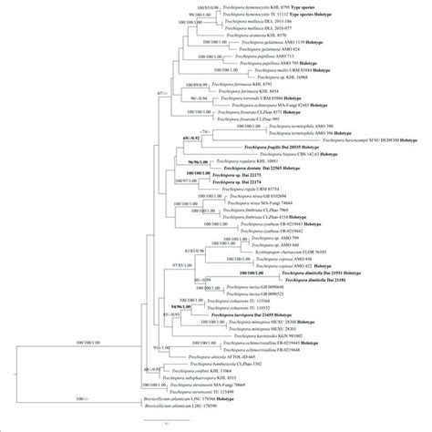 Phylogeny Of Trechispora Generated By ML Analyses Based On Combined