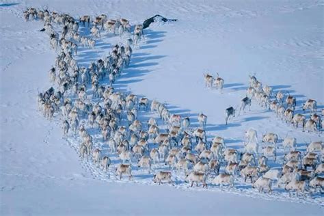 Sami reindeer spring migration /Kautokeino, Norway / Visit Natives