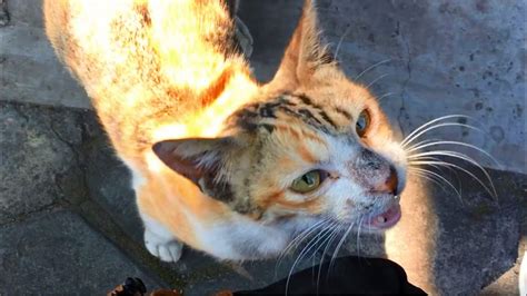 Friendly Calico Stray Cat Walks To Me For Affection And Food Kucing