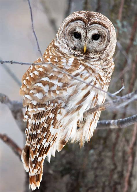 Barred Owl Owl Photos Owl Pictures Owl Pics Barred Owl Photography