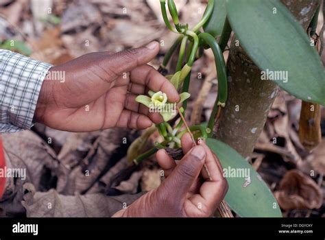 Manual Pollination Of A Flower For The Cultivation Of Vanilla Pods