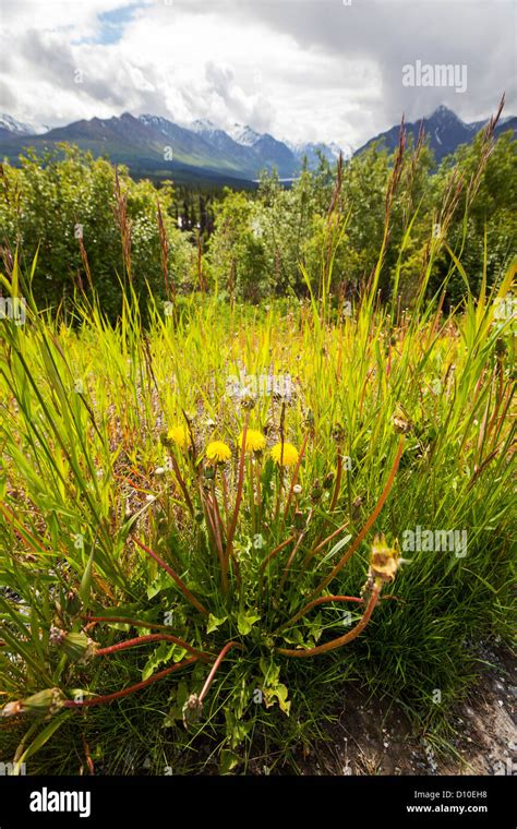 summer on Alaska Stock Photo - Alamy