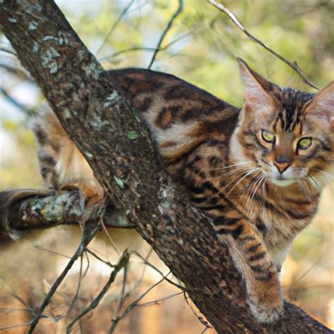 Maine Coon and Bengal Mix: A Majestic Hybrid Breed