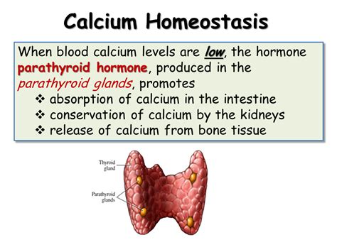 Calcium Homeostasis