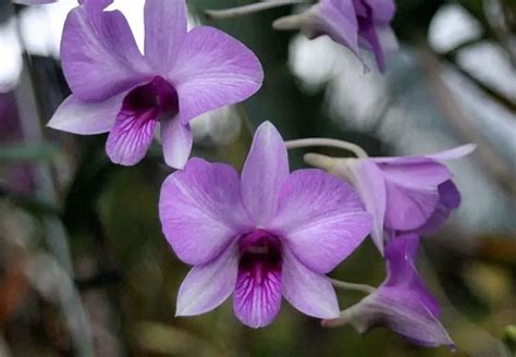 Dendrobium Phalaenopsis Bigibbum Orchid Habitat Care Guide