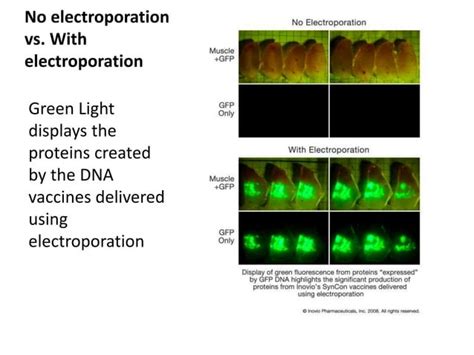 Electroporation | PPT