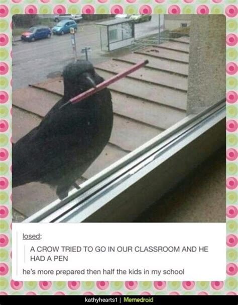 The best crow memes :) Memedroid