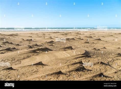 France Gard Camargue Massif Dunaire De La Pointe De L Espiguette Au