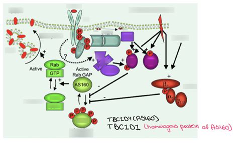 3 - Diagram: GLUT 4 Translocation with Insulin or Contraction Diagram ...