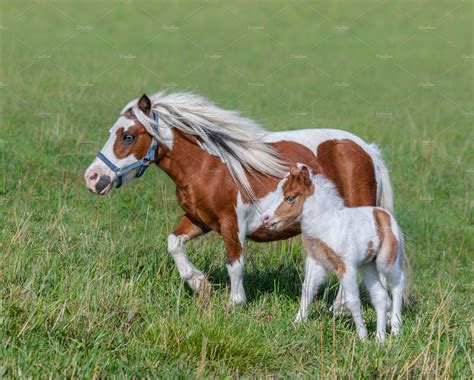 American miniature horse featuring american miniature horse, mini, and ...