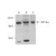 Atf Antibody F Scbt Santa Cruz Biotechnology