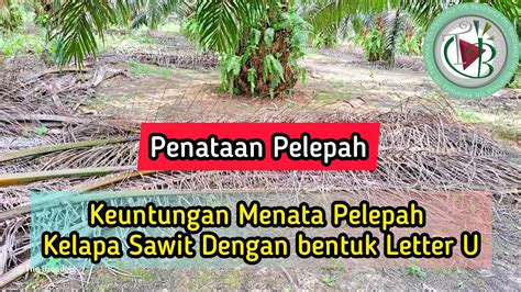 Keuntungan Menata Pelepah Kelapa Sawit Dengan Bentuk Letter U Youtube