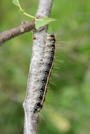 eastern tent caterpillar | Extension Entomology