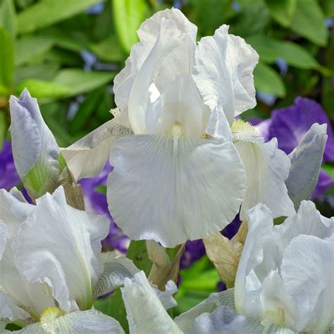 Iris Germanica Immortality Trädgårdsiris Perenner