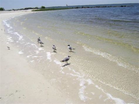 Crystal River Pictures - Traveler Photos of Crystal River, FL - TripAdvisor