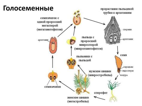 Царство растений - online presentation