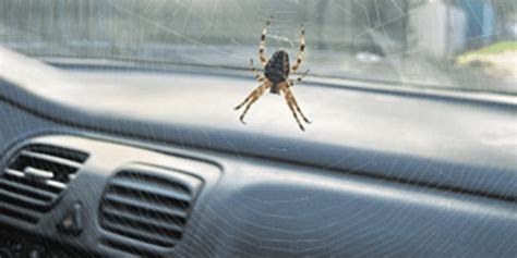 how to get rid of spiders in car naturally