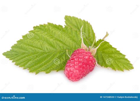 Ripe Red Raspberry Isolated On White Background Stock Image Image Of