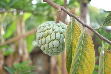 Atis Fruit: How to use, Taste and More | Try Green Recipes