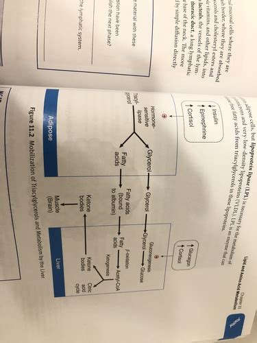 Lipid And Amino Acid Metabolism Flashcards Quizlet