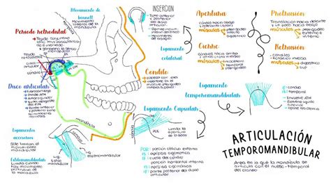 Articulación Temporomandibular OdontoDan uDocz