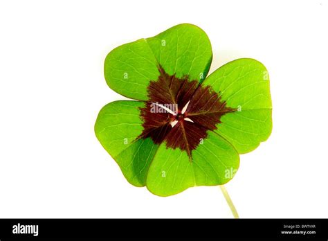 Trifolium wuensche Fotos und Bildmaterial in hoher Auflösung Alamy