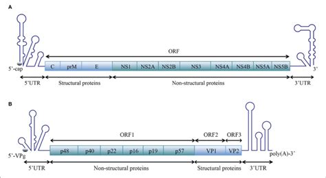 Schematic Representation Of The Organization Of The SsRNA Virus