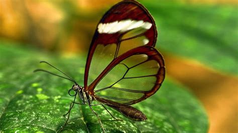 Free Download Close Up Picture Of Glasswing Butterfly For Wallpaper Hd Wallpapers Wallpapers