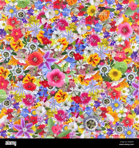 Bunte Garten Blumen Hintergrund Collage Stockfotografie Alamy