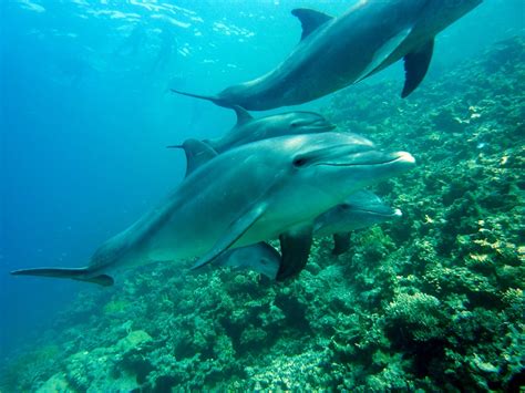 Dolphins Marine Mammals Diving · Free photo on Pixabay