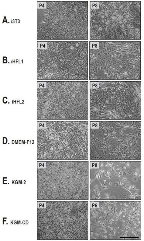 Keratinocytes Morphology Over Culture Passages A C General