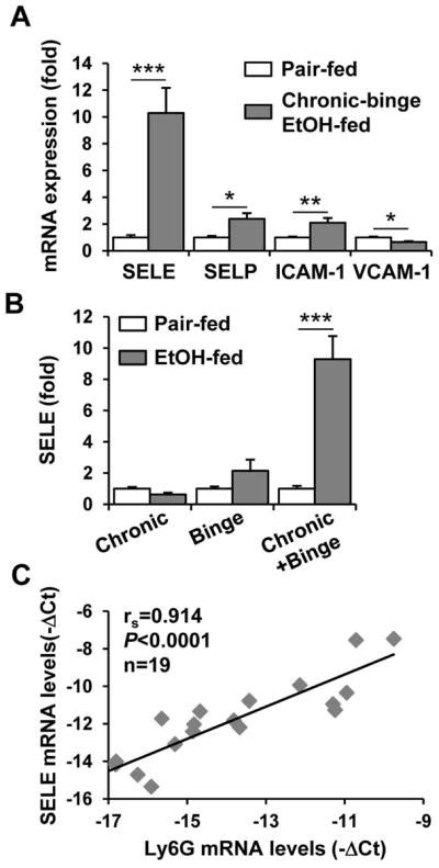 Chronic Plus Binge Ethanol Feeding Synergistically Induces Neutrophil