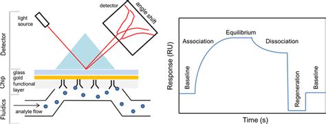 The Principle Of Spr Instrument Left And Typical Spr Sensorgram Download Scientific Diagram