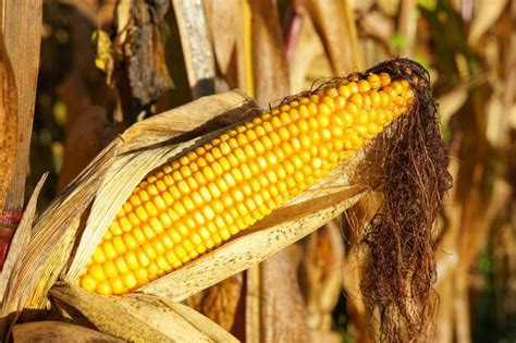 premium photo close   banana