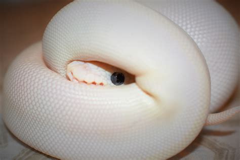 Blue Eyed Leucistic Ball Python Morph (9 Stunning Pictures)